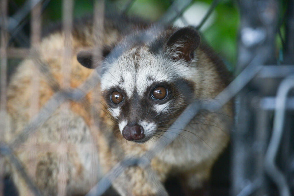 Civiet Cat in cage looking at camera.Asian palm civet is a viverrid native to South and Southeast Asia.