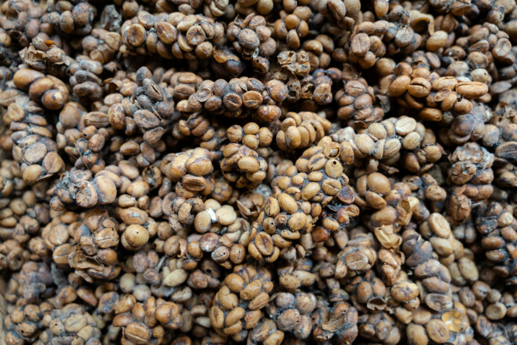 Close-up of Kopi luwak (civet coffee), eaten and defecated by Asian palm civet , horizontal