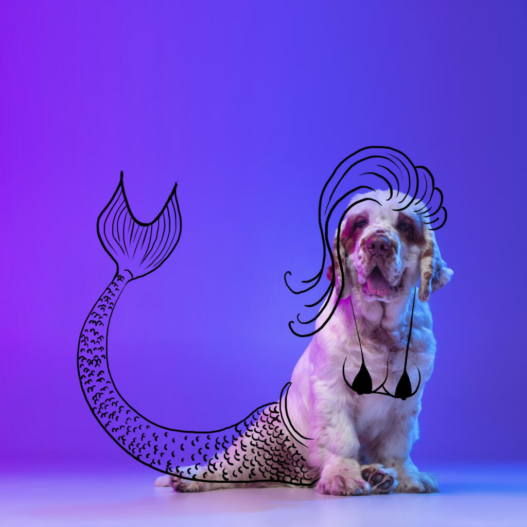 Dog-mermaid. Contemporary artwork. One cute dog, Clumber sitting and looking at camera isolated on neon pink blue studio background with drawings. Concept of modern art, design, line art. Animal in human life.