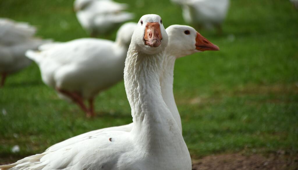 geese, white, animal