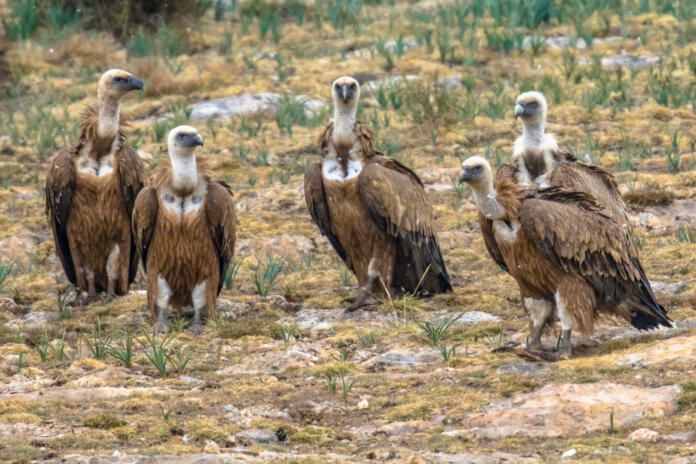 Griffon vultures (Gyps fulvus) group resting on ground in misty conditions in Spanish Pyrenees, Catalonia, Spain, April. This is a large Old World vulture in the bird of prey family Accipitridae.