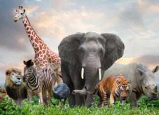 Hrošč Hitler, molj Trump, muha Beyoncé group of wildlife animals in the jungle together