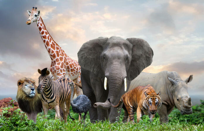 group of wildlife animals in the jungle together