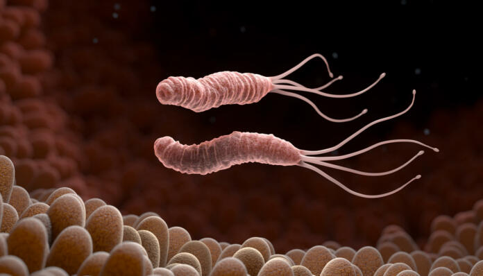 Helicobacter Pylori is a Gram-negative, microaerophilic bacterium found in the stomach. 3D illustration