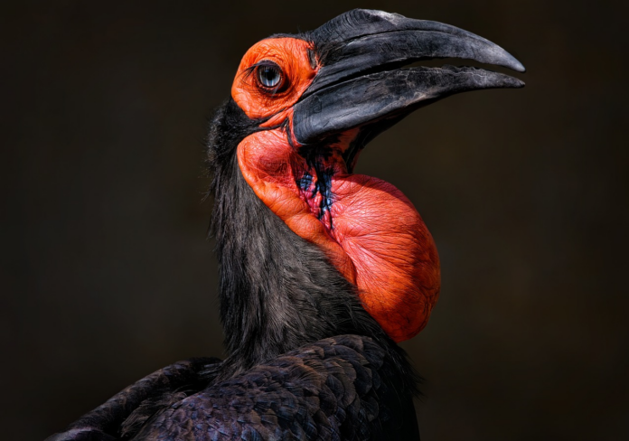 hornbill, southern ground hornbill, bird