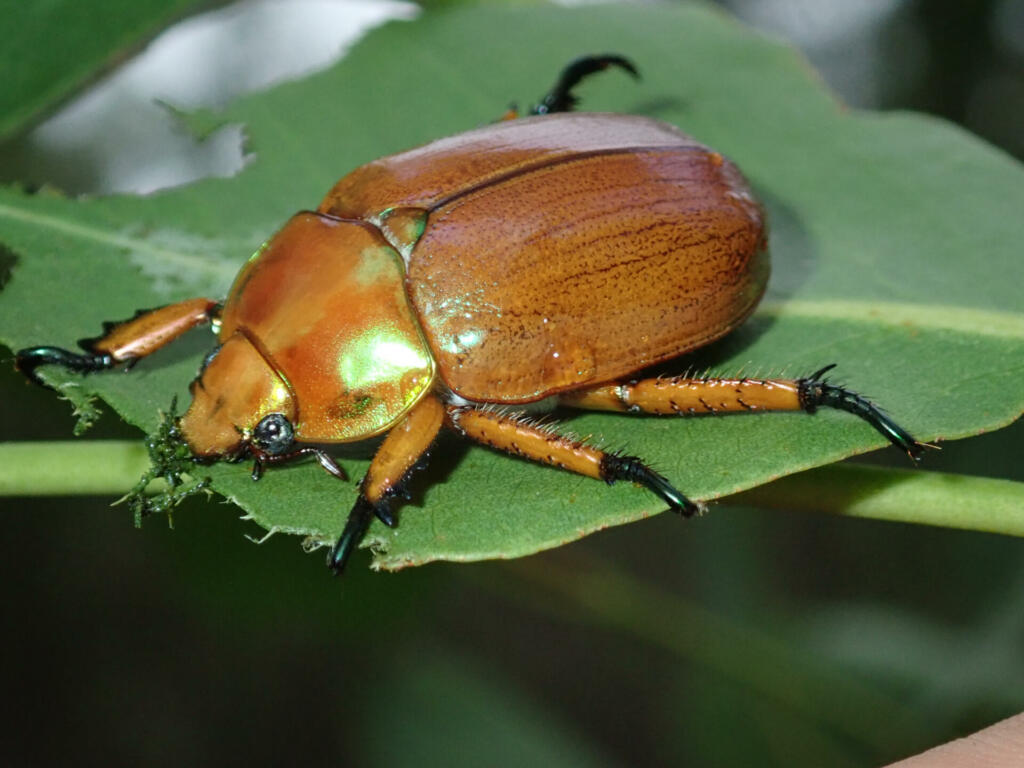 Insect Biodiversity