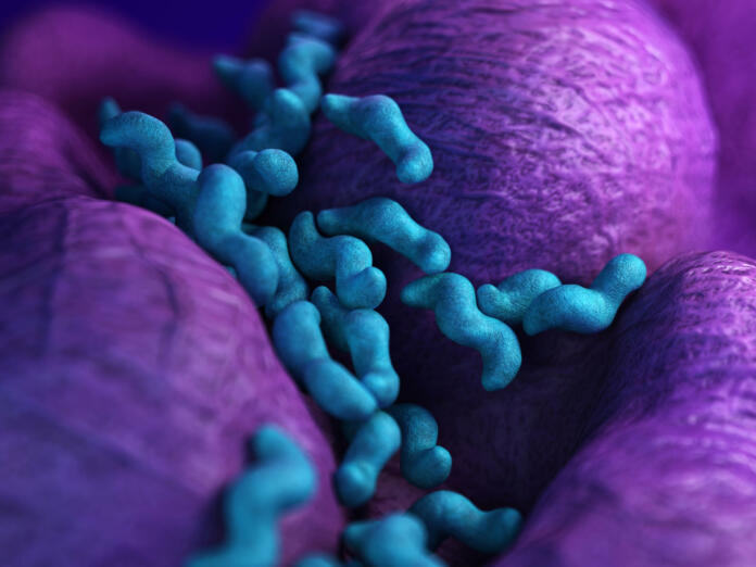 medical bacteria illustration of the campylobacter