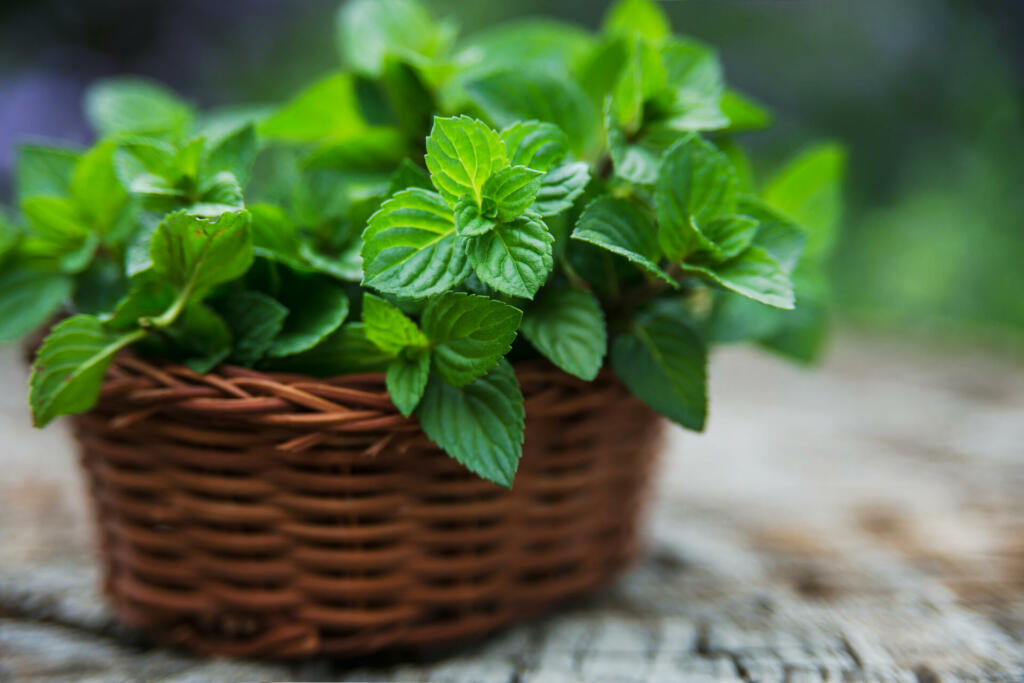 Mint in small basket on natural wooden background, peppermint, selective focus, close up