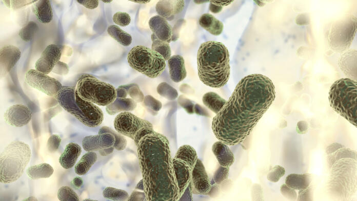 Multidrug resistant bacteria. Biofilm of bacteria Acinetobacter baumannii, the common causative agent of hospital-acquired infections 3D illustration