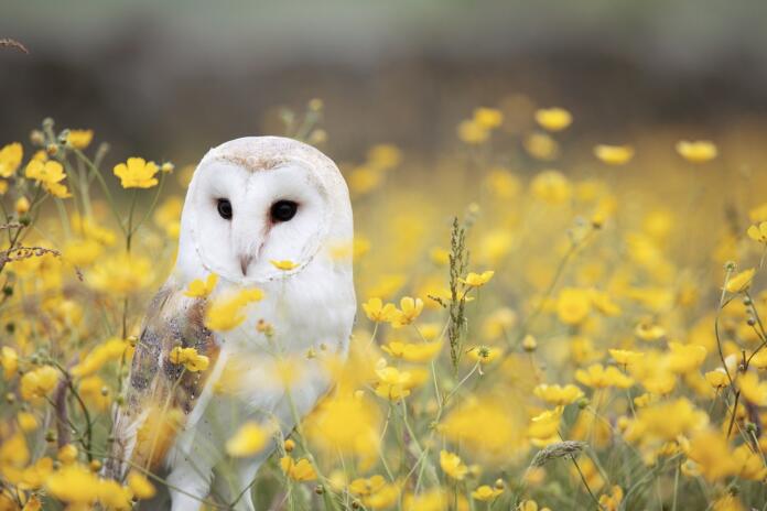 owl, flower background, bird