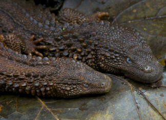 Brezuhi varan: Bitje, poznano kot sveti gral herpetologije, na črnem trgu močno zaželeno The Earless monitor lizard is one of the most enigmatic and rarest of all lizards. These reptiles are endemic to the island of Borneo.