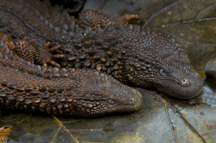 The Earless monitor lizard is one of the most enigmatic and rarest of all lizards. These reptiles are endemic to the island of Borneo.