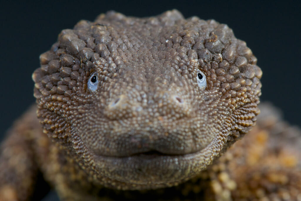 The Earless monitor lizard is one of the rarest reptile species known. These strange animals are fossorial and semi aquatic. They are endemic to Borneo.