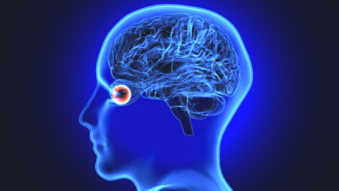 The human eye is an organ that reacts to light and allows vision. Rod and cone cells in the retina allow conscious light perception and vision including color differentiation and the perception of depth. The human eye can differentiate between about 10 million colors and is possibly capable of detecting a single photon. The eye is part of the sensory nervous system.