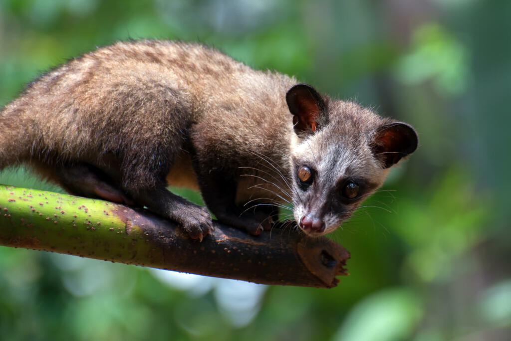 The masked palm civet (Paguma larvata), also called the gem-faced civet, is a palm civet species native to the Indian subcontinent and Southeast Asia.