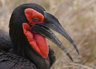 Živali, ki se jim godi krivica: povezujejo jih namreč s smrtjo Živali, ki jih povezujemo s smrtjo