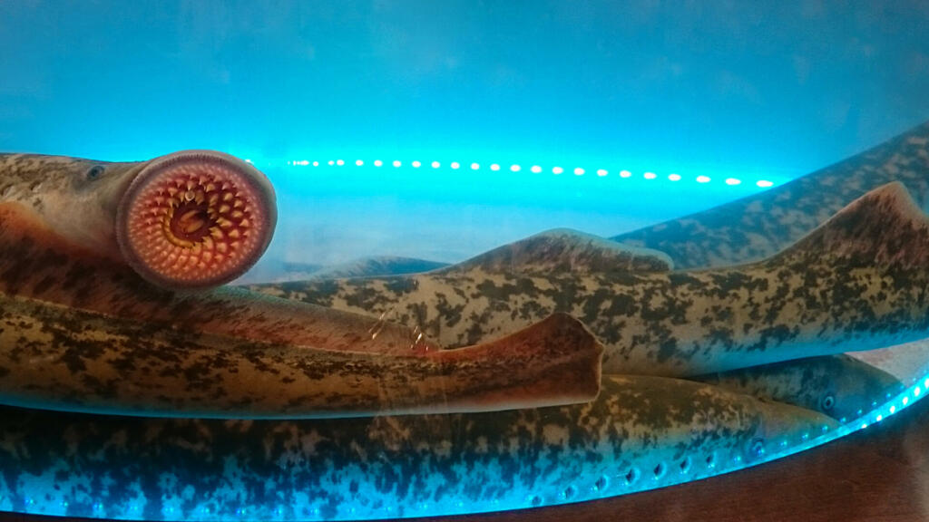 water tank full of lampreys and one of them is showing the mouth resting on the glass.