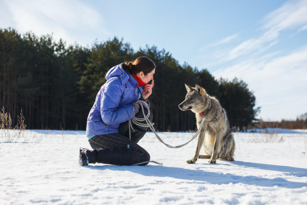 Women and her wolf in the snow.