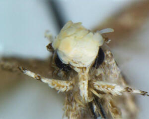 Neopalpa donaldtrumpi