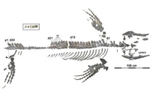 Pregled fosila mozazavra, ki je bil najden