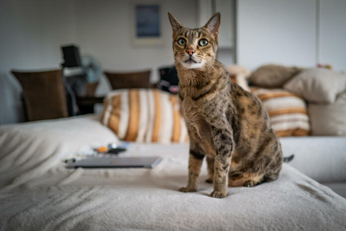 A cute Savannah cat on a couch.