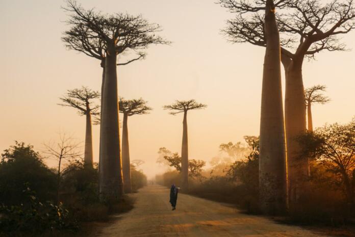 Beautiful alley of baobabs during sunrise in Morondava, Madagascar.