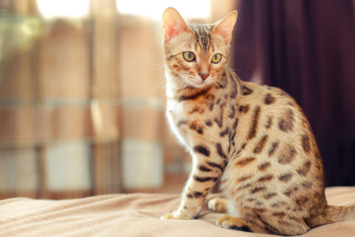 beautiful bengal cat sitting on a bed and turning round