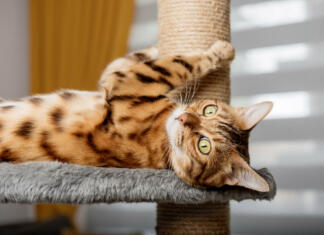 10 najdražjih pasem mačk: jih poznaš? Najdražje mačke na svetu