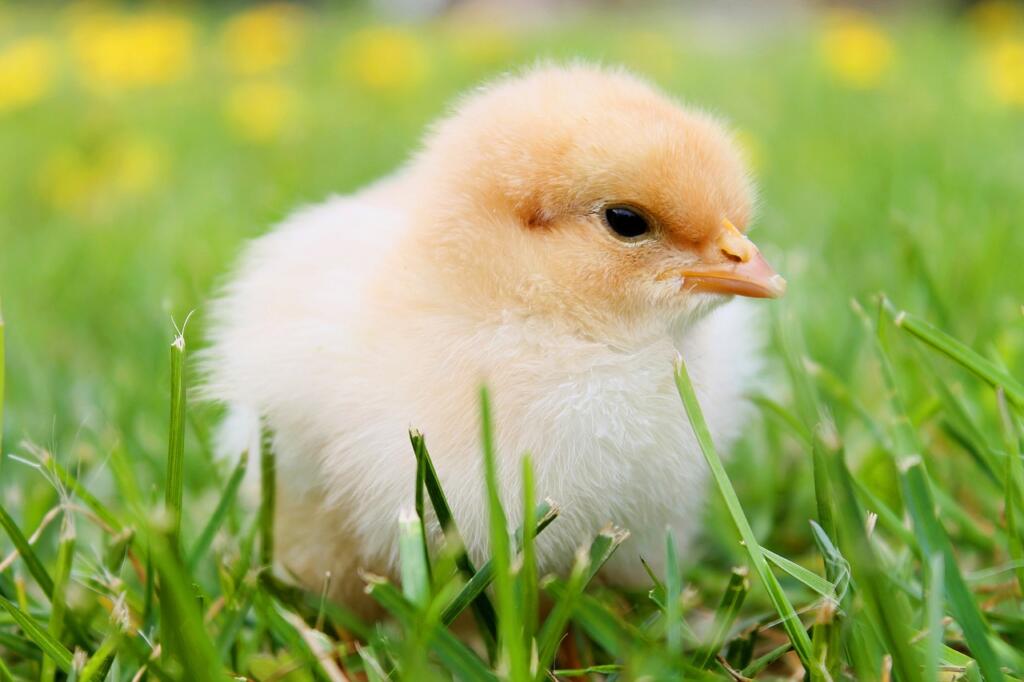 bird, chick, baby chicken