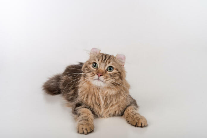 Dark Hair American Curl cat Lying on the white table. White Background. Looking Up