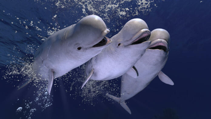 Group of happy melonhead beluga whales swimming and having fun together 3d rendering
