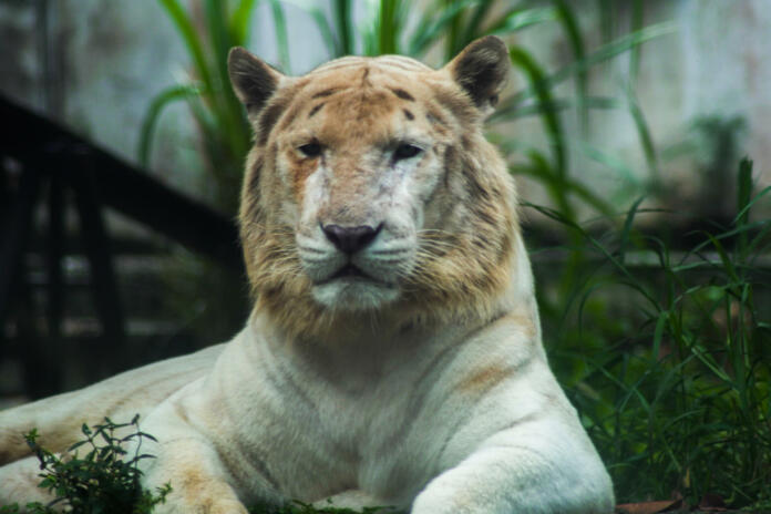 Liger or in Indonesian it can be called as simau is the name of the result of crossbreeding between a male lion and a tigress