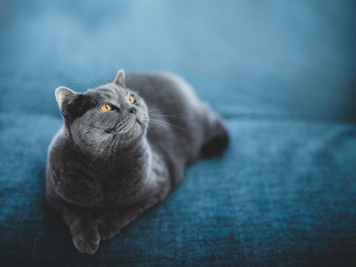 Noble cat lying on the sofa and looking up proudly. British shorthair breed