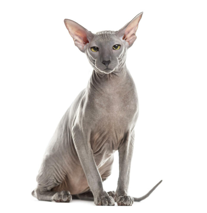 Peterbald sitting and looking at the camera, isolated on white