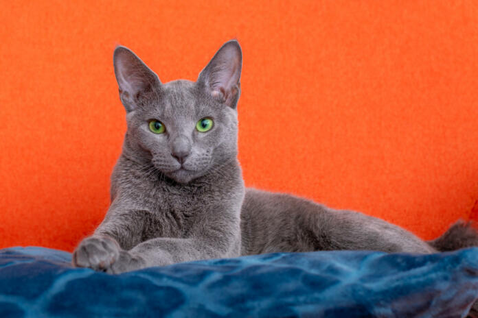 Russian Blue Cat