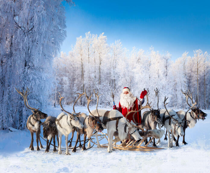 Santa Claus are near his reindeers in snowy forest.