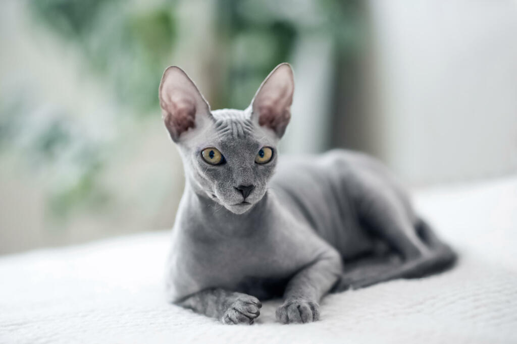 Selective focus. Small gray domestic cat Sphynx close-up and copy space.