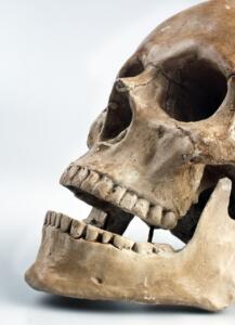 skull, color, teeth