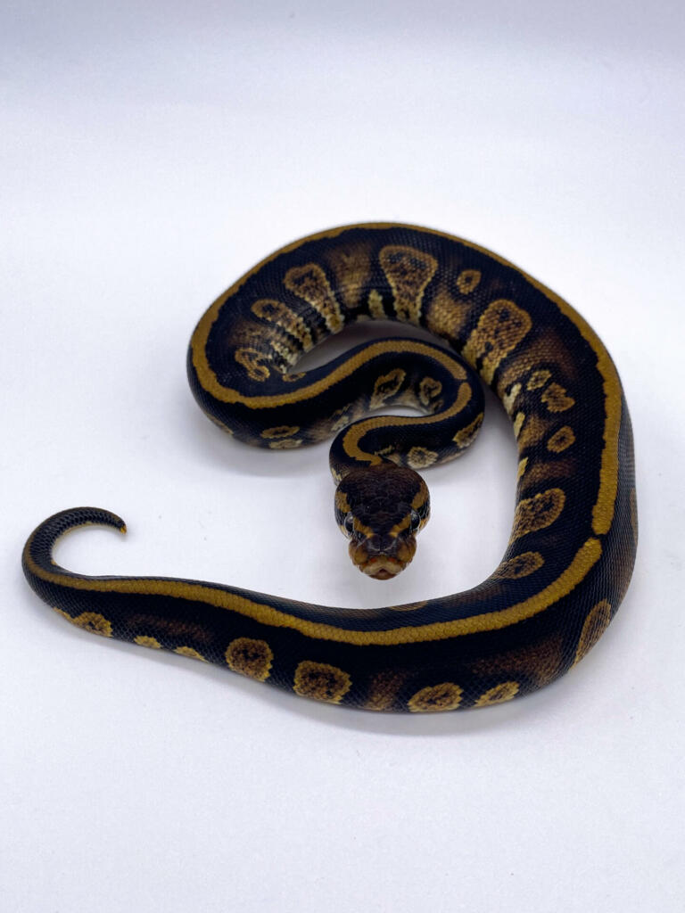 Stranger ball python