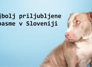 Katerih 5 pasem psov imamo Slovenci najraje? Najbolj priljubljene pasme psov v Sloveniji