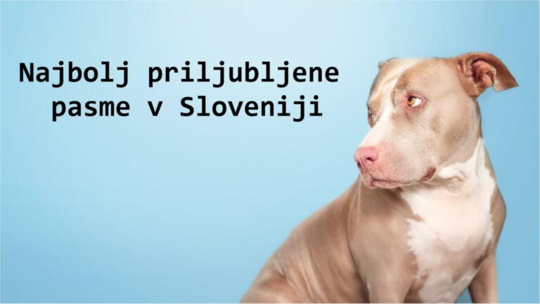 Katerih 5 pasem psov imamo Slovenci najraje?