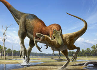 Vprašanje, ki je desetletja preganjalo paleontologe, ima končno odgovor Nova vrsta ali le mladič Tiranozavra Rexa