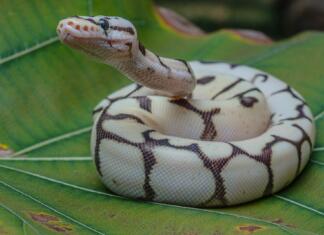 5 najredkejših in najdražjih vzorcev na kraljevih pitonih A closeup shot of a ball python (Python regius) on a green leaf