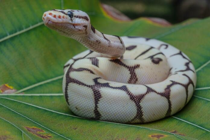 A closeup shot of a ball python (Python regius) on a green leaf
