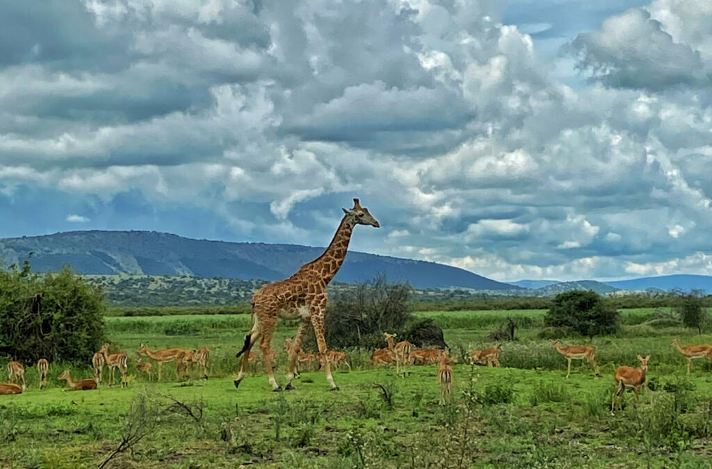 A giraffe in Akagera National Park in Rwanda, Africa