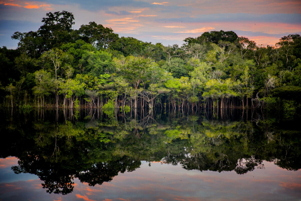 Amazon rainforest. In the photo: Rio Negro, located in the state of Amazonas.