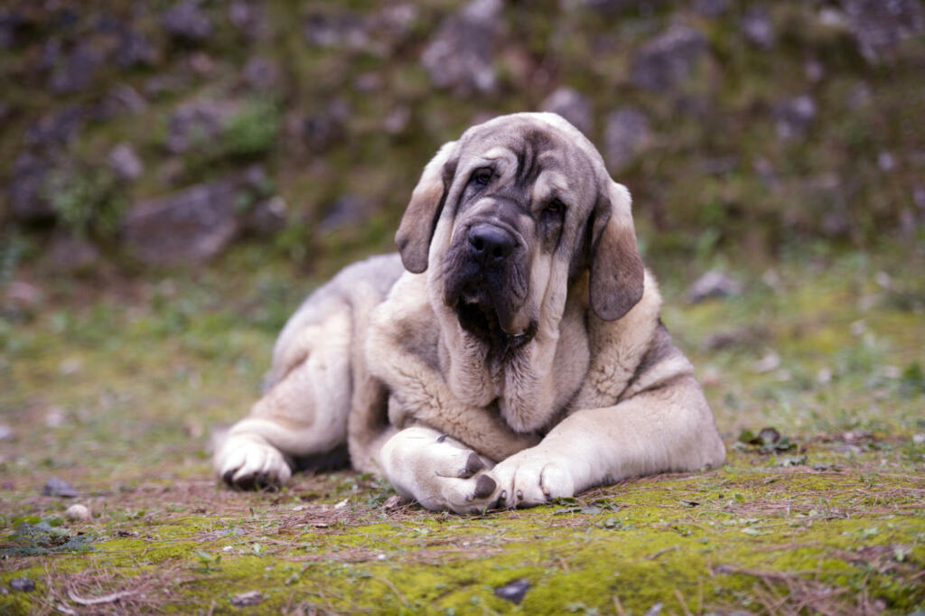 Beautiful Junior Dog of Spanish Mastiff Breed on the grass