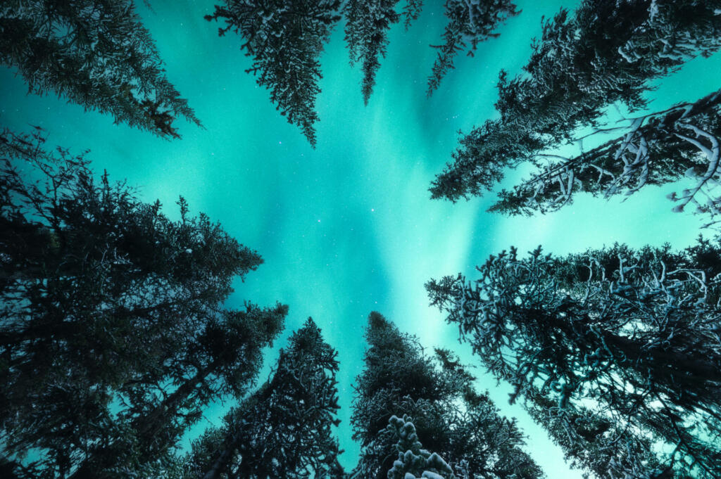 Below of beautiful Aurora borealis, Northern lights glowing in snow covered pine forest in national park at night
