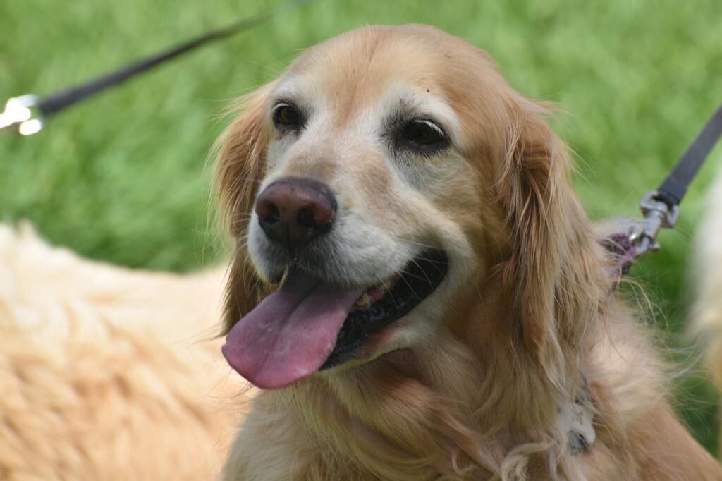 dog, canine, tongue