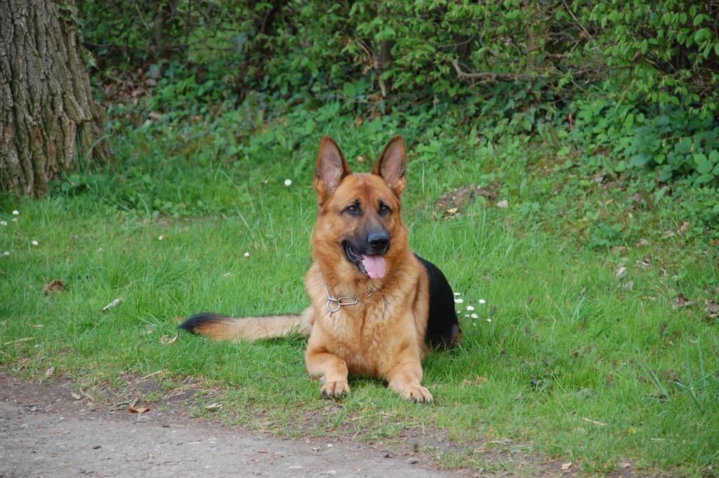 dog, german shepard, pet